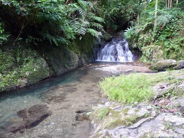 Bosque Estatal de Toro Negro